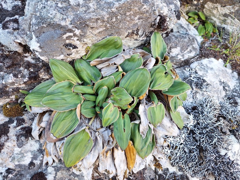 Celmisia cordatifolia var. cordatifolia photo 2