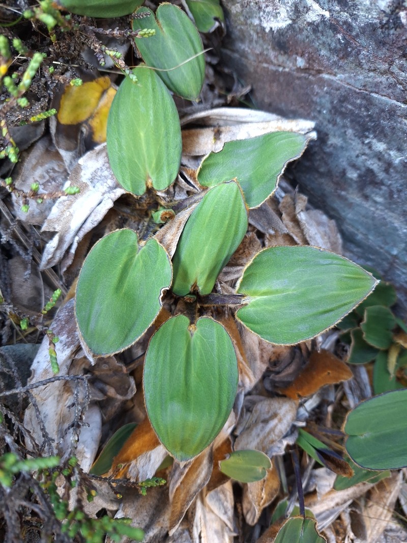 Celmisia cordatifolia var. cordatifolia photo 3