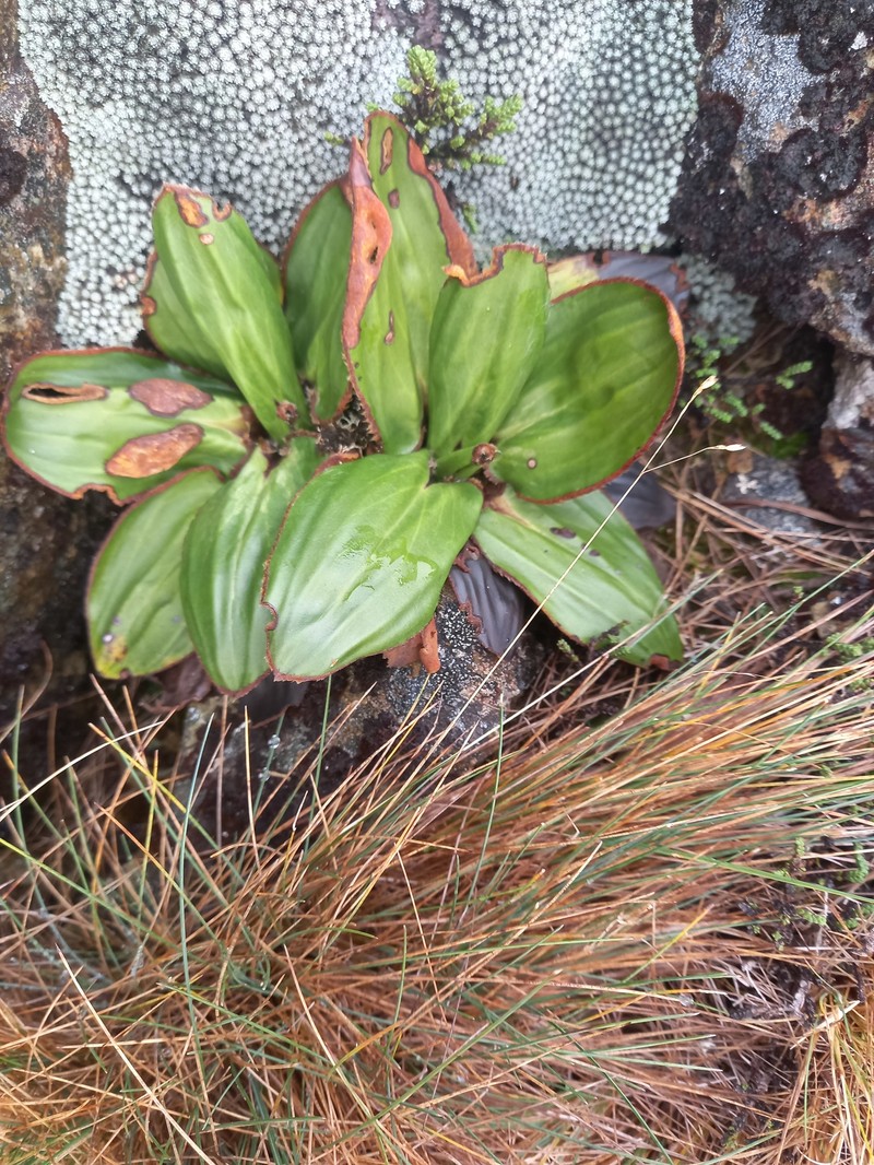Celmisia cordatifolia var. cordatifolia photo 4