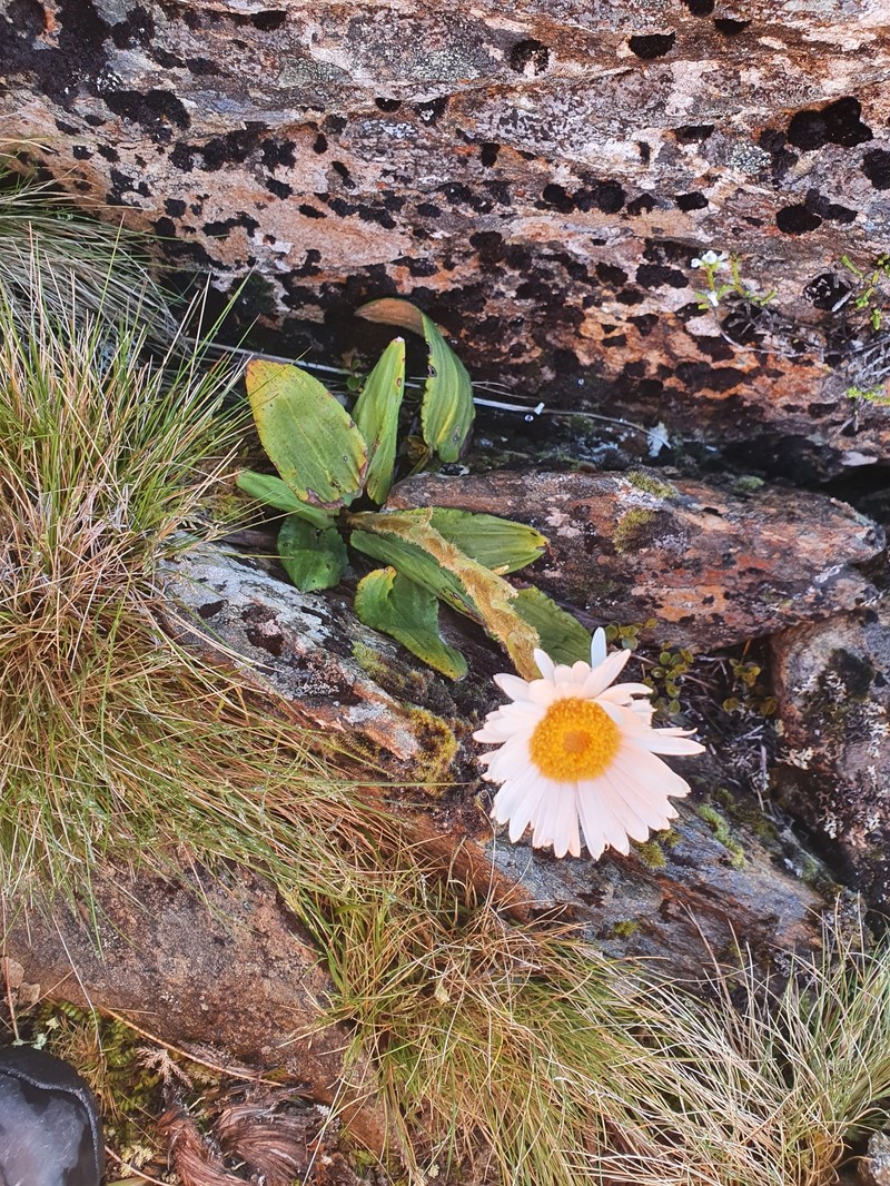 Celmisia cordatifolia var. similis