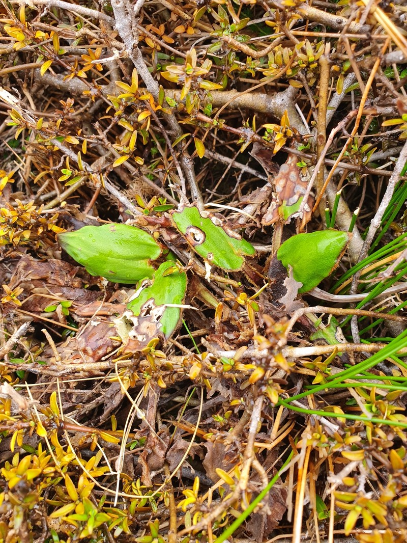 Celmisia cordatifolia var. similis photo 2