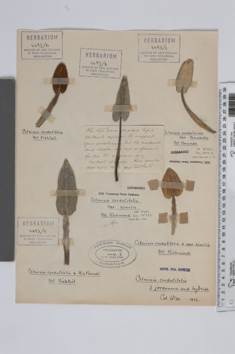 Celmisia cordatifolia var. similis photo 3