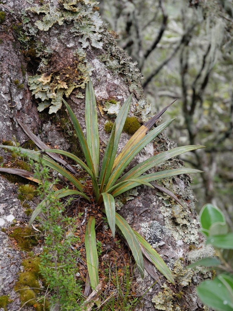 Celmisia coriacea