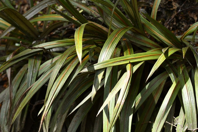 Celmisia coriacea photo 2