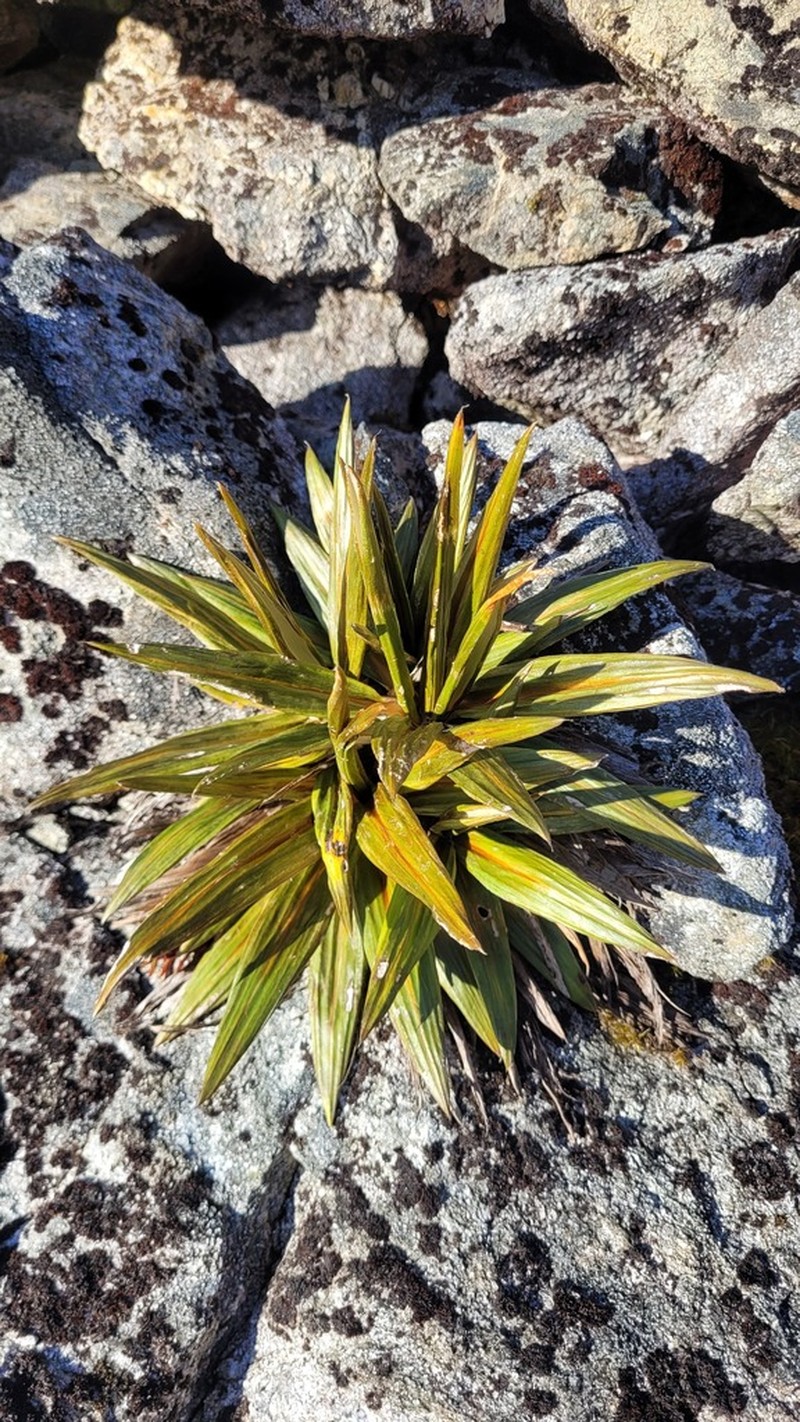 Celmisia coriacea photo 3
