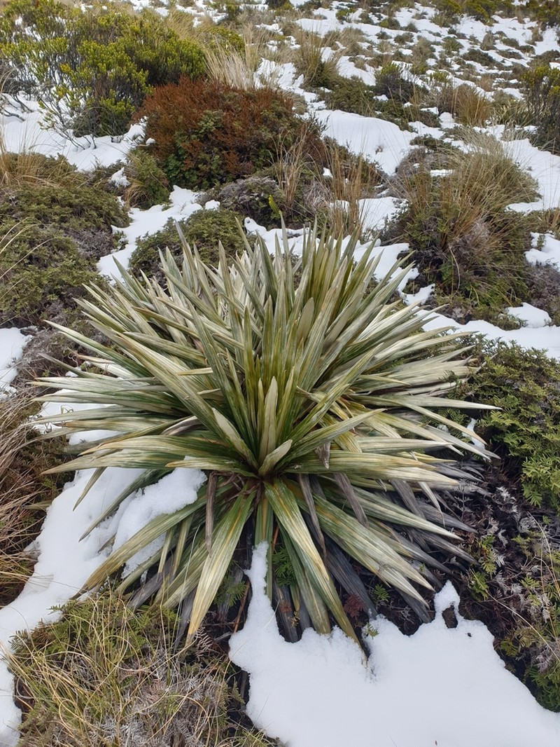 Celmisia coriacea photo 4