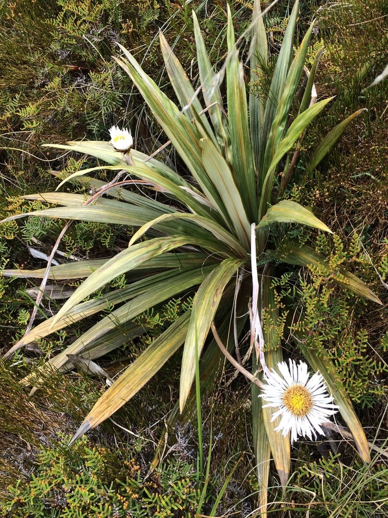 Celmisia coriacea photo 5