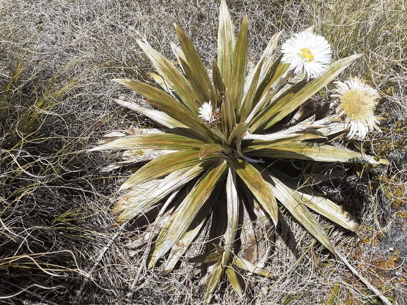 Celmisia coriacea photo 6