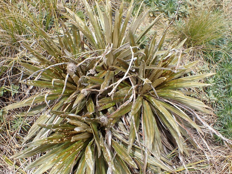 Celmisia coriacea photo 7