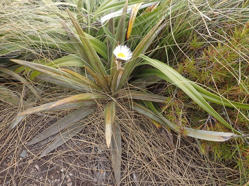 Celmisia coriacea photo 8
