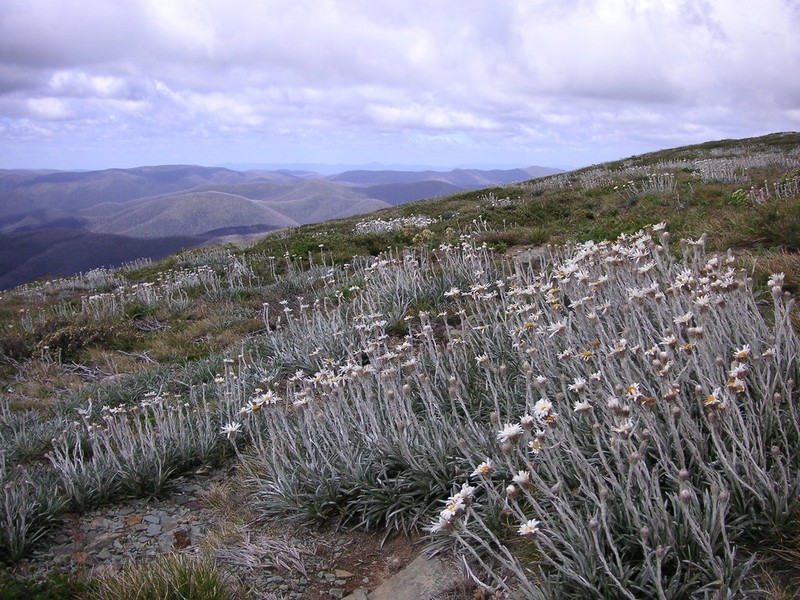 Celmisia costiniana