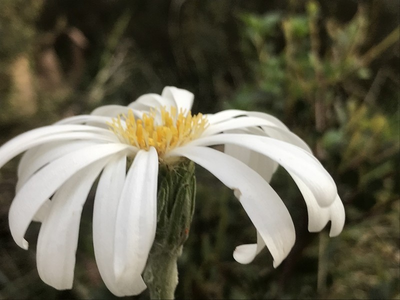 Celmisia costiniana photo 3