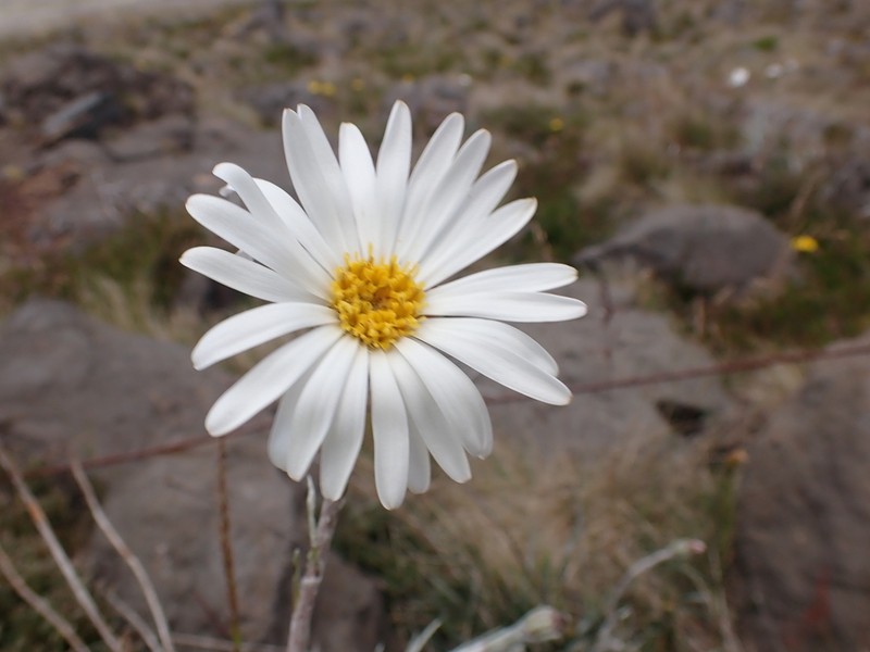 Celmisia costiniana photo 4