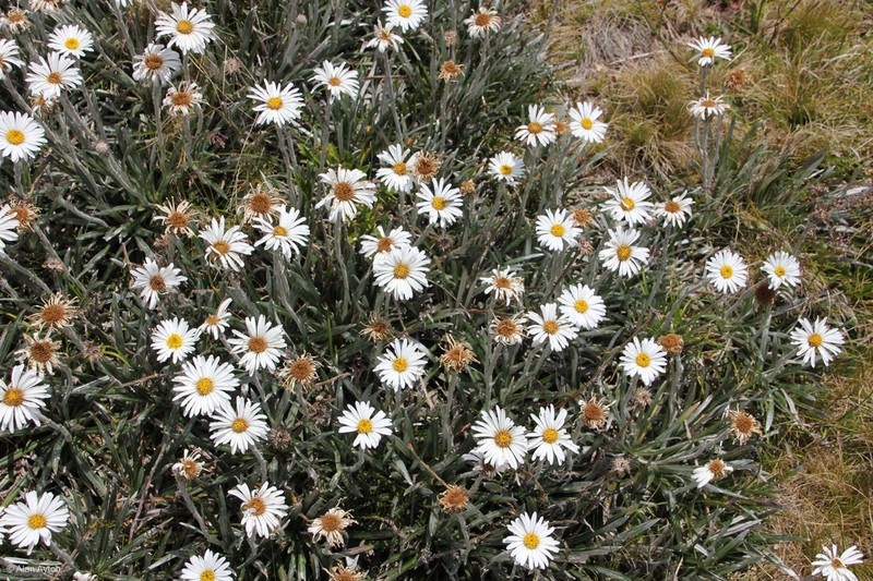 Celmisia costiniana photo 5