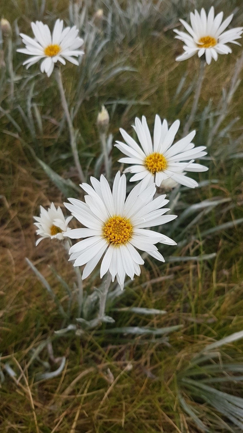 Celmisia costiniana photo 6