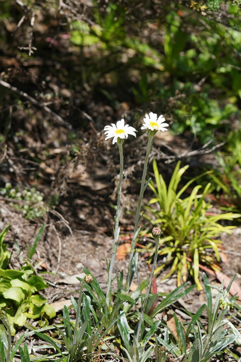 Celmisia costiniana photo 7