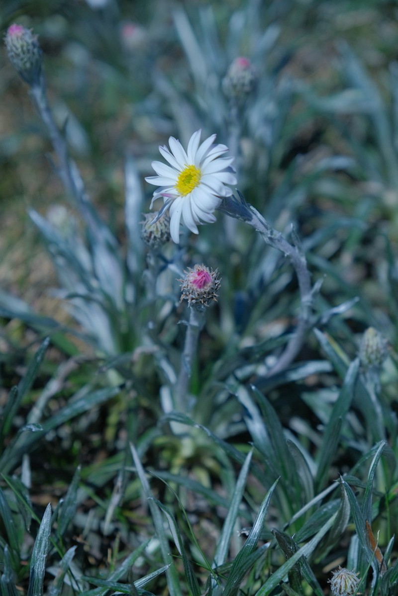 Celmisia costiniana photo 8