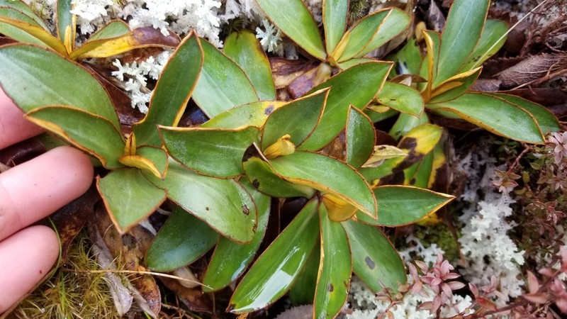Celmisia dallii