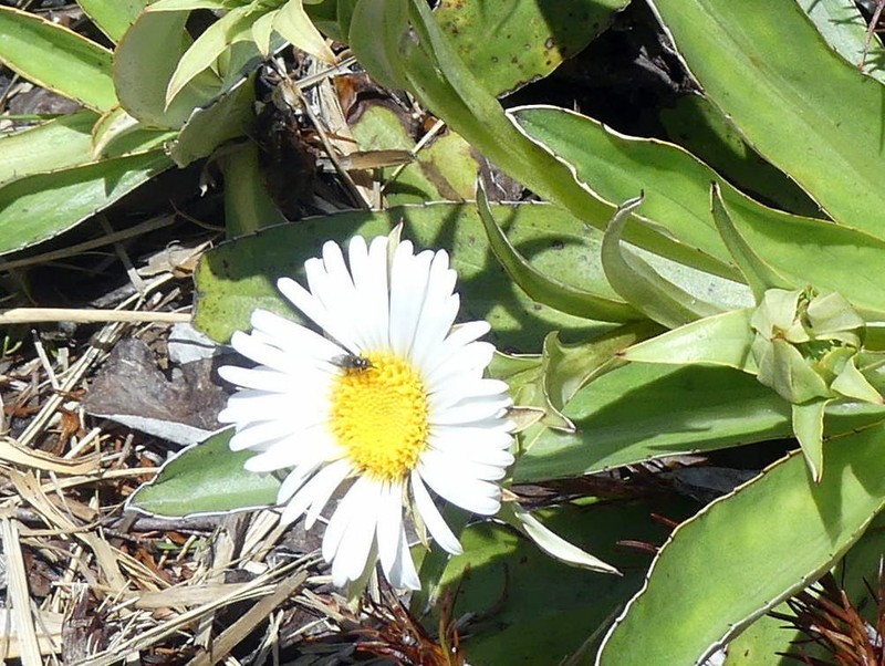 Celmisia dallii photo 2