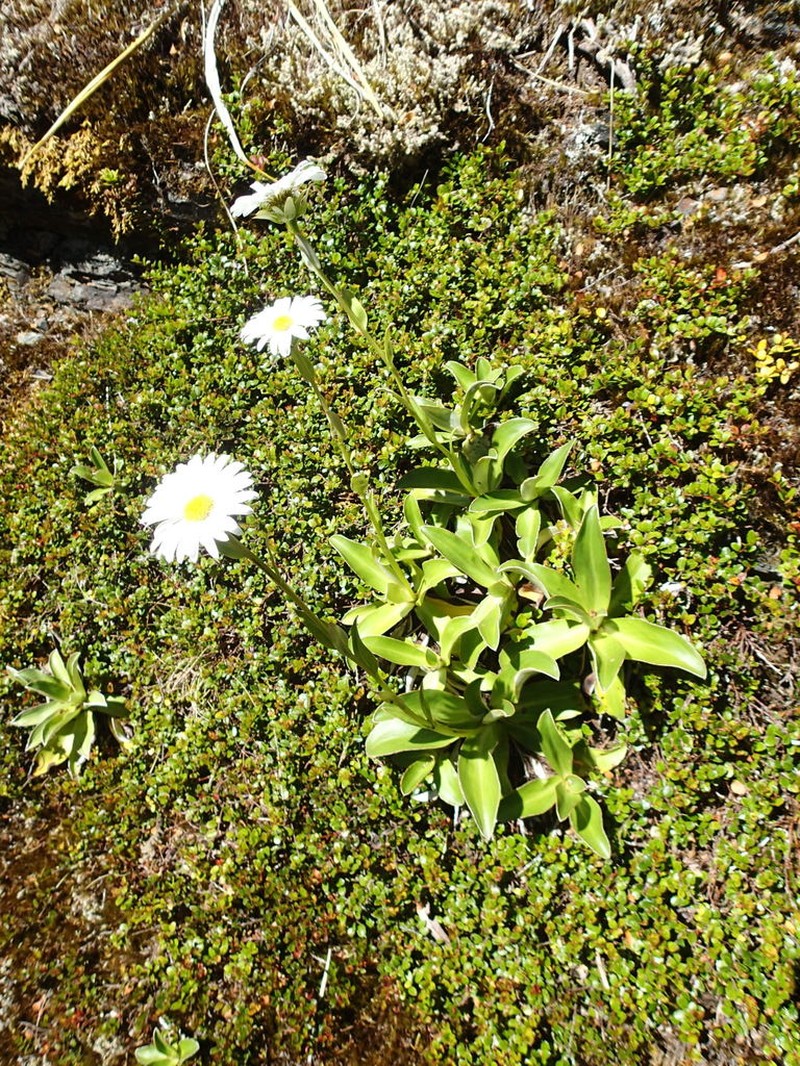 Celmisia dallii photo 3