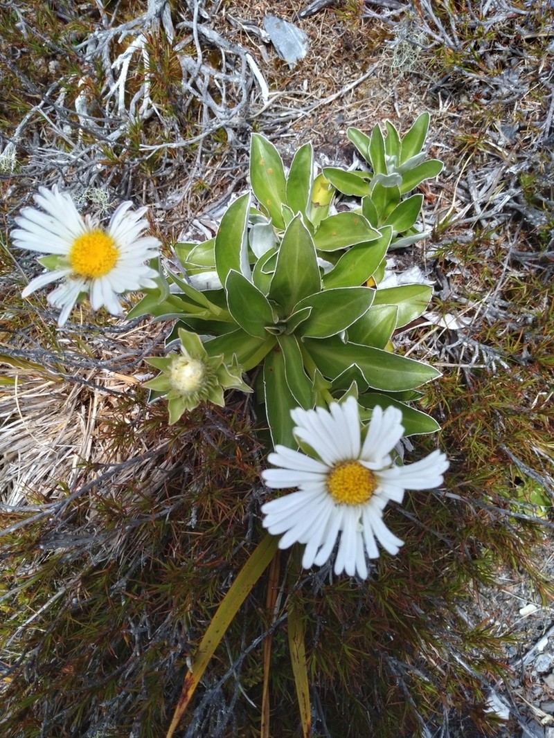 Celmisia dallii photo 5