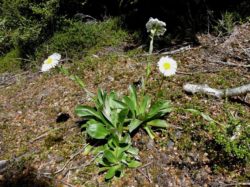 Celmisia dallii photo 6