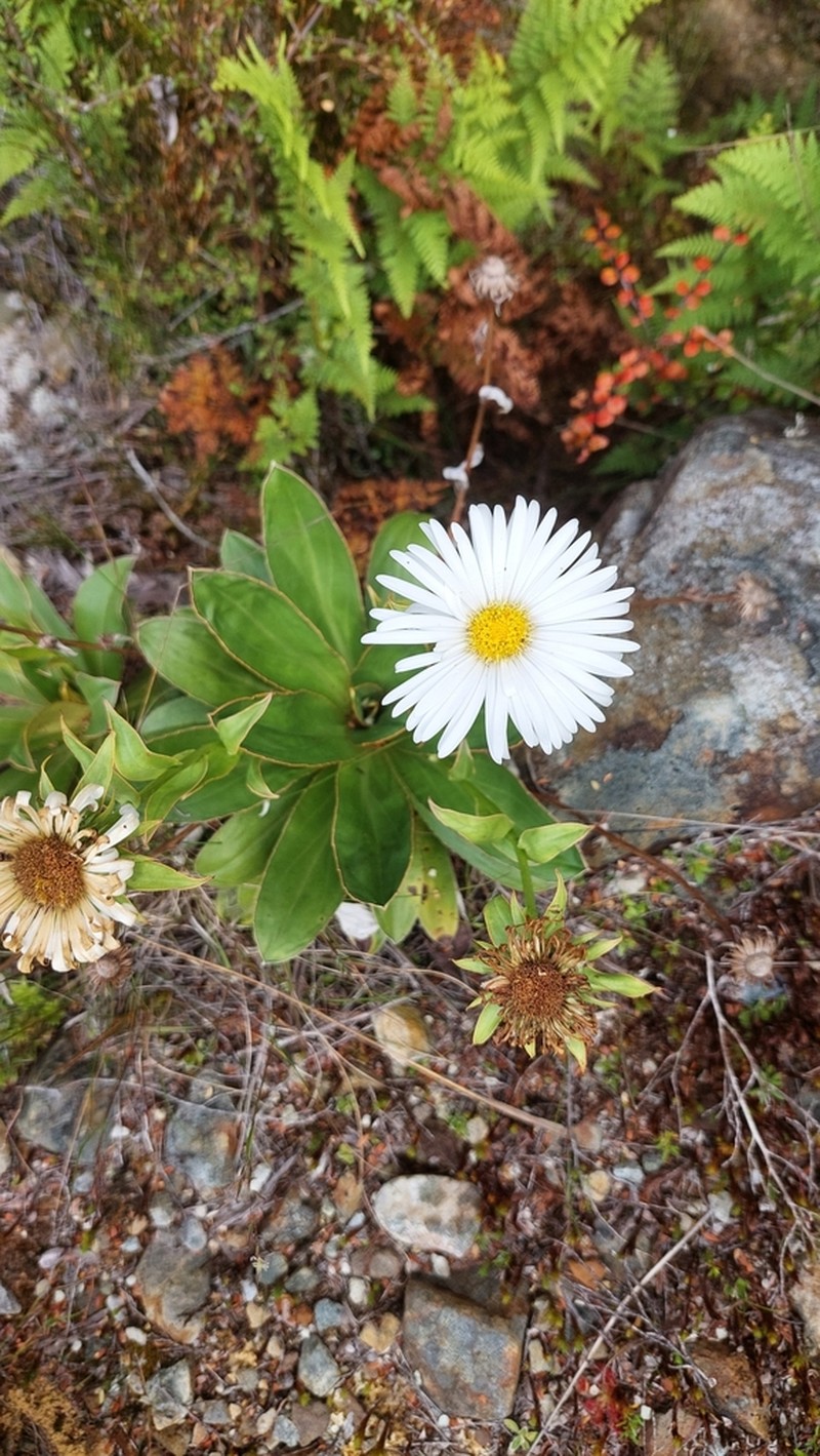 Celmisia dallii photo 7