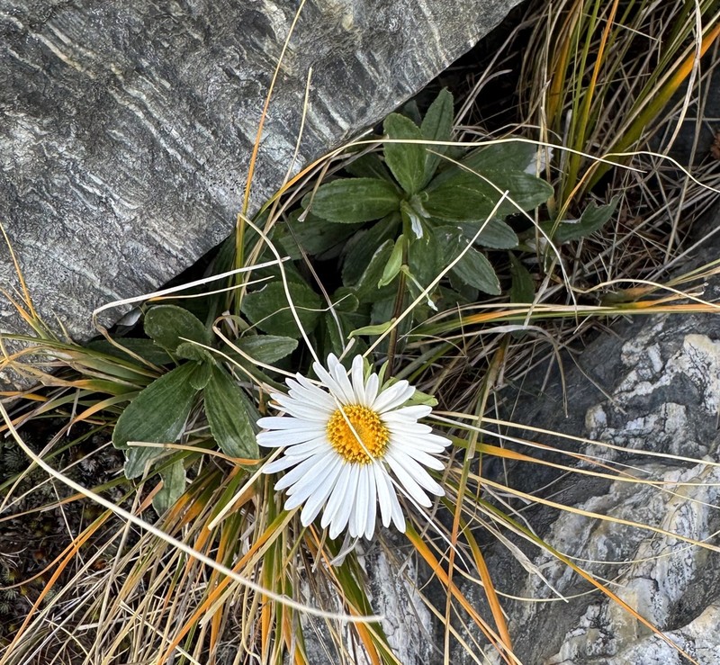 Celmisia densiflora