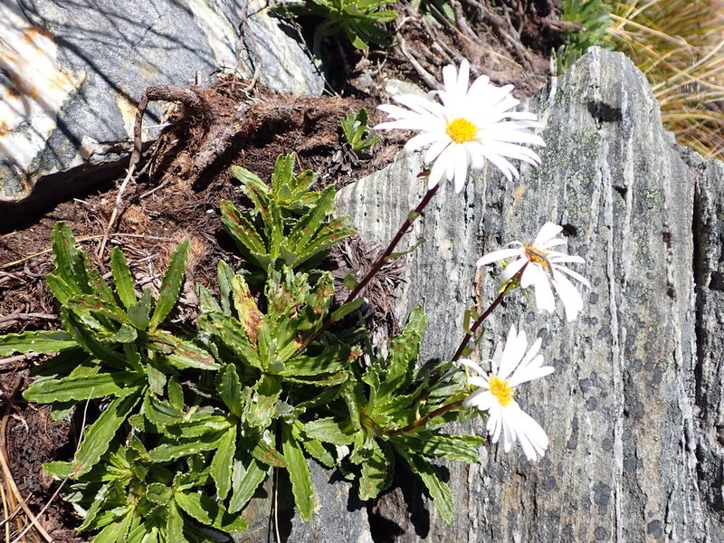 Celmisia densiflora photo 2