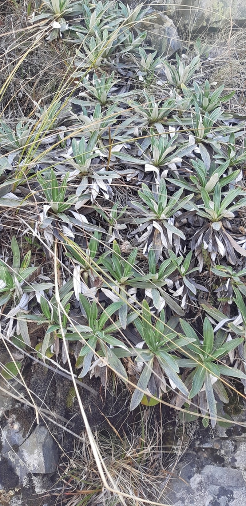 Celmisia densiflora photo 3