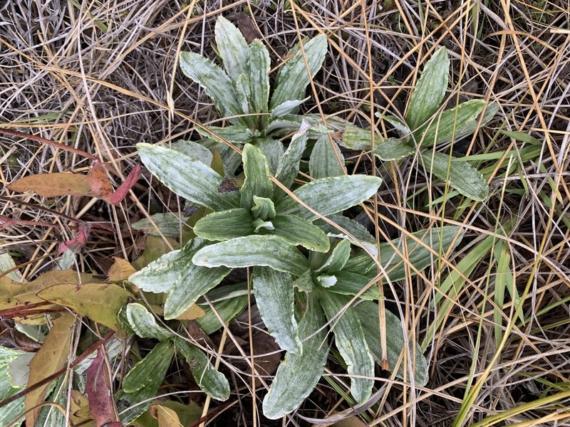 Celmisia densiflora photo 4