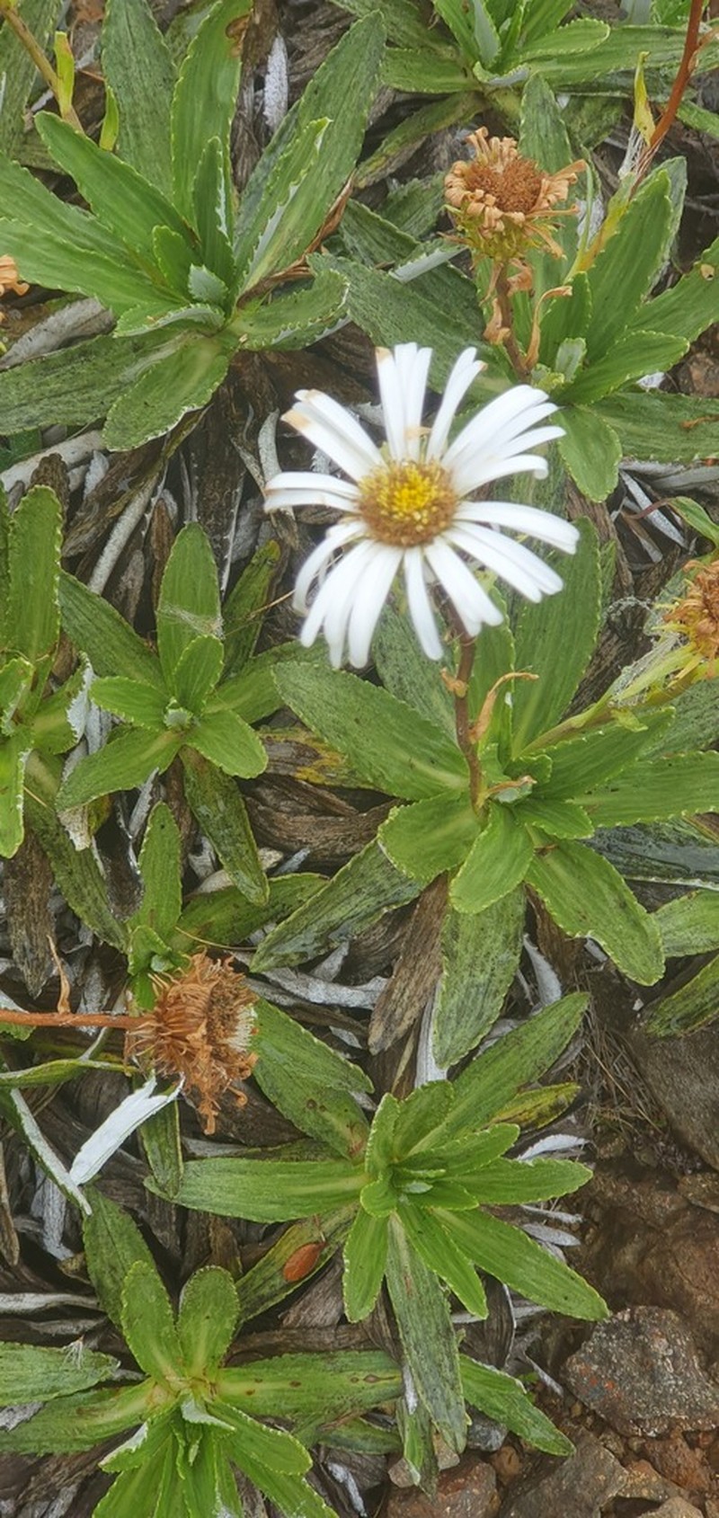 Celmisia densiflora photo 5