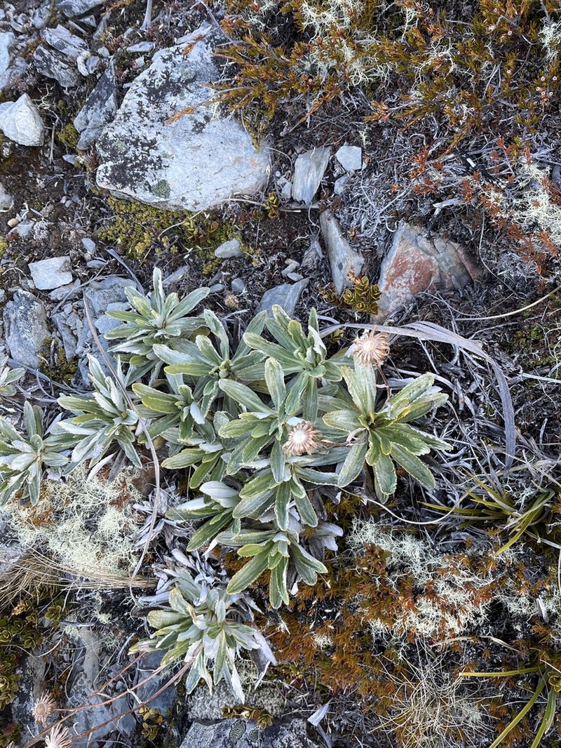 Celmisia densiflora photo 6