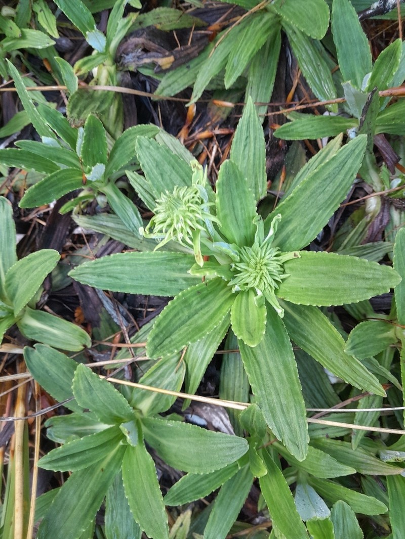 Celmisia densiflora photo 7