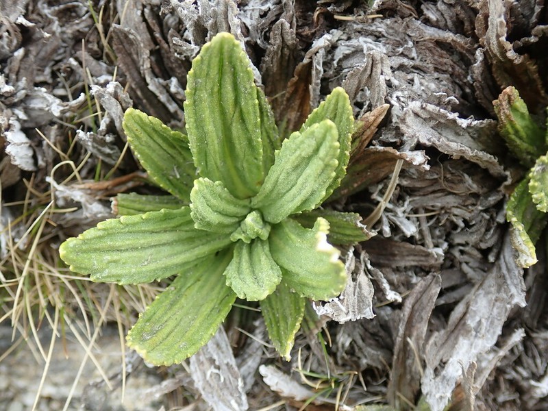 Celmisia densiflora photo 8