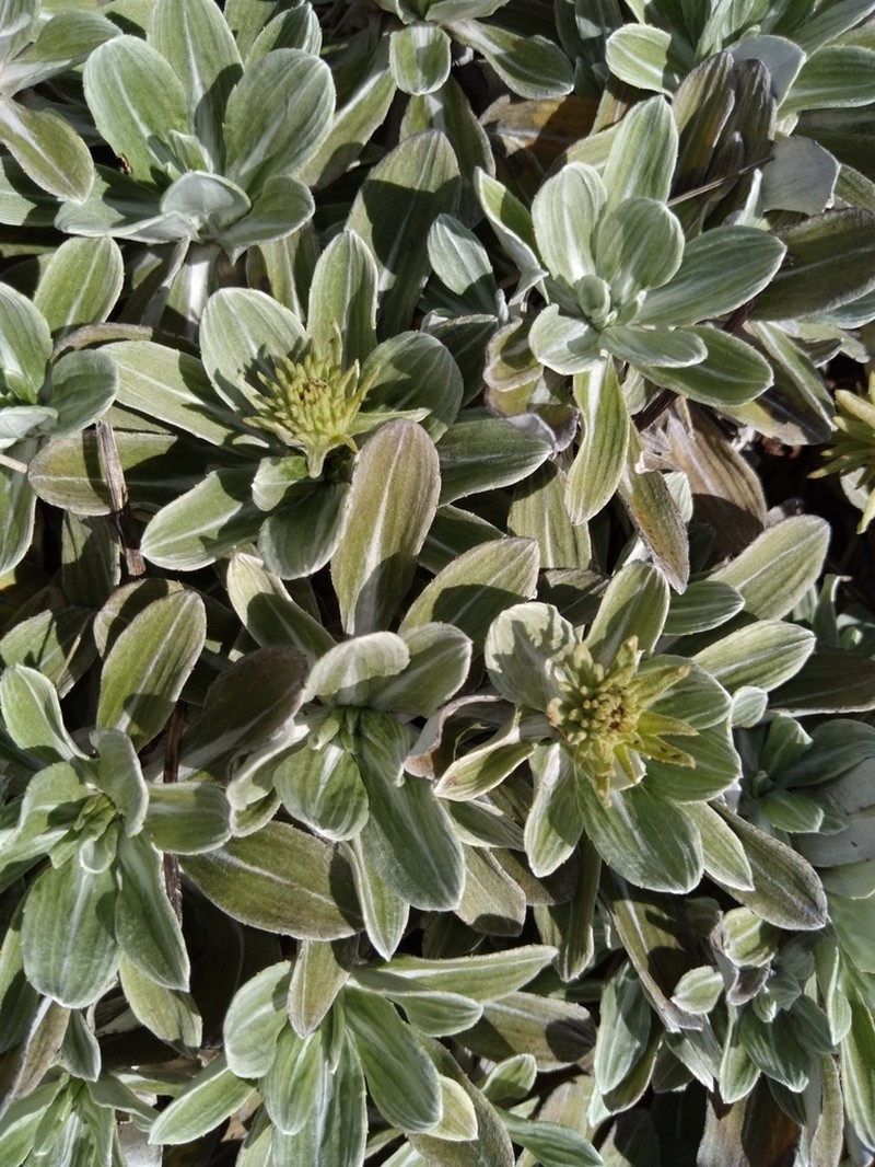 Celmisia discolor photo 3