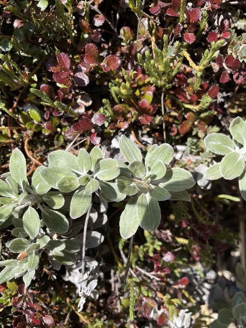 Celmisia discolor photo 4