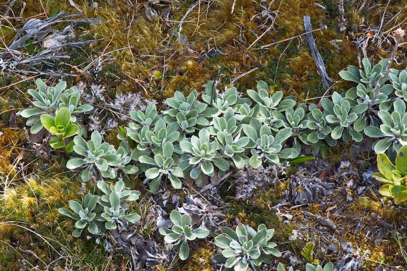 Celmisia discolor photo 5