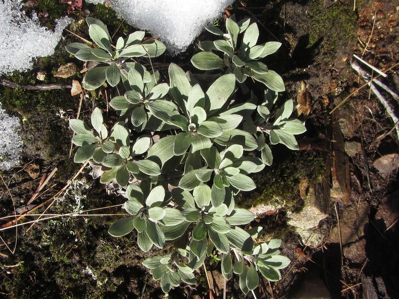 Celmisia discolor photo 6