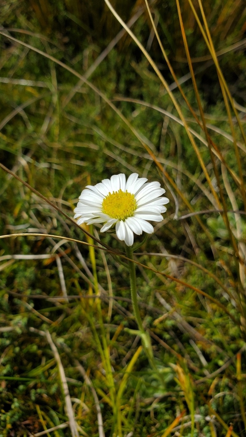Celmisia discolor photo 7