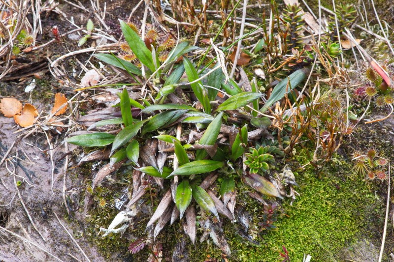 Celmisia dubia