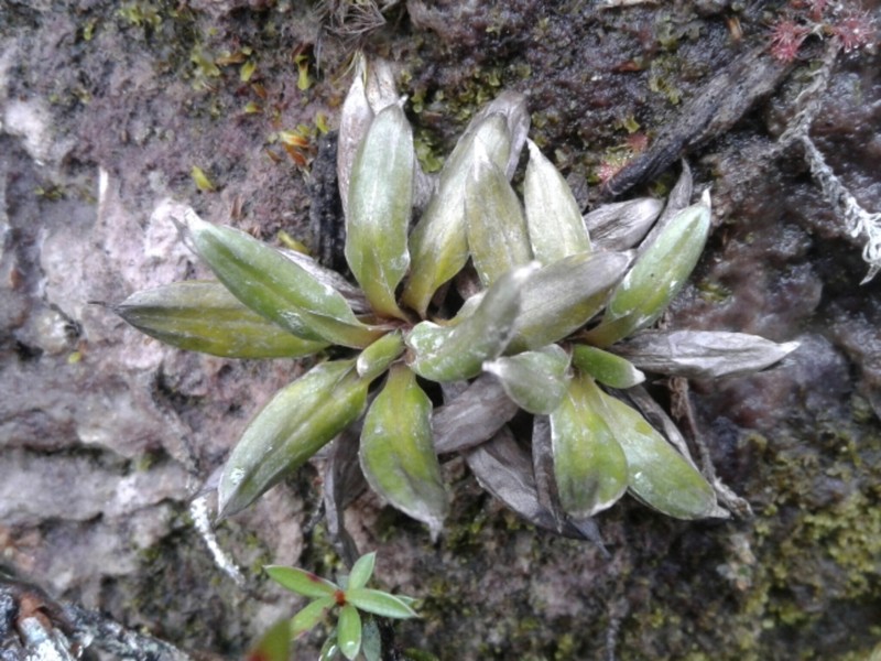 Celmisia dubia photo 5