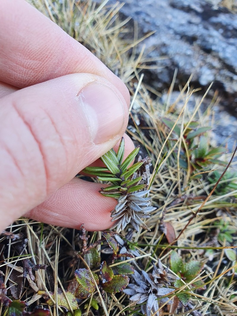 Celmisia gibbsii