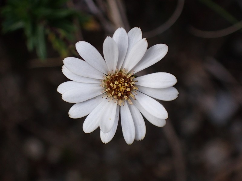 Celmisia gibbsii photo 2