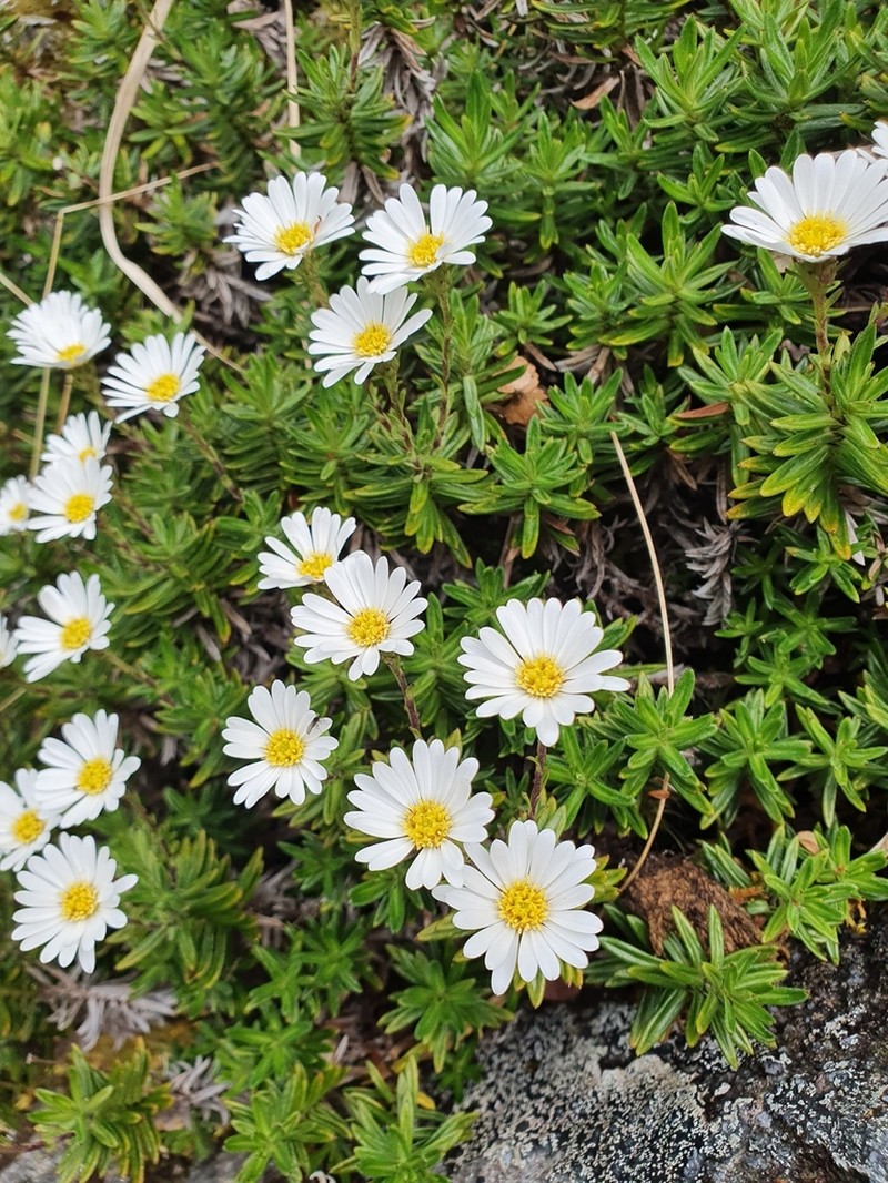 Celmisia gibbsii photo 3