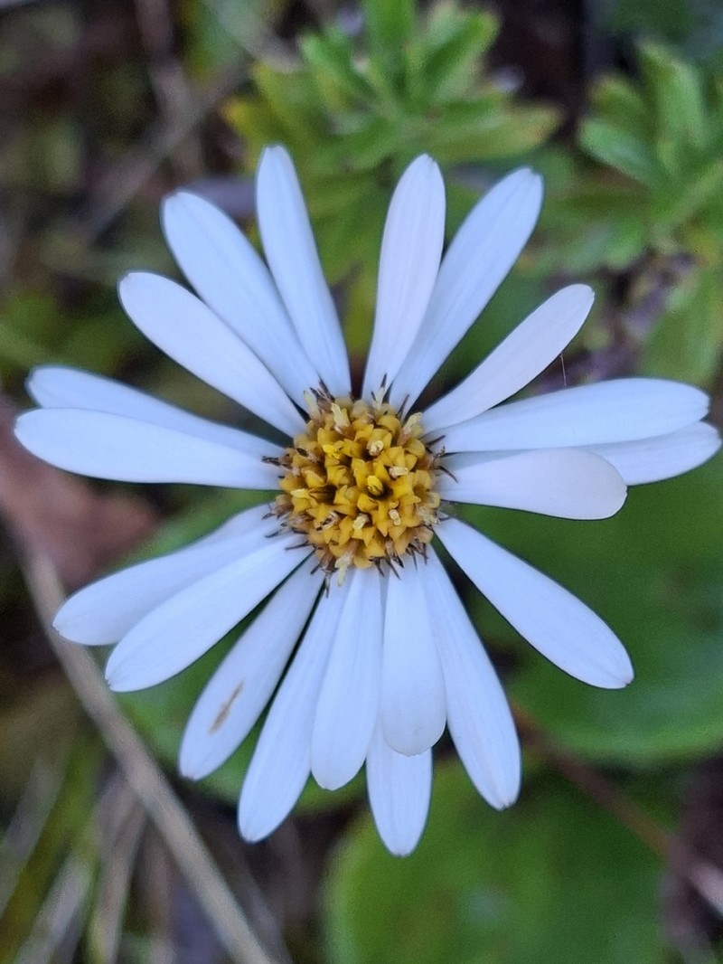 Celmisia gibbsii photo 4
