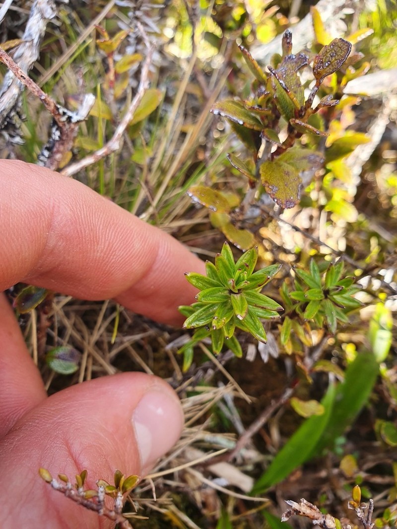 Celmisia gibbsii photo 5