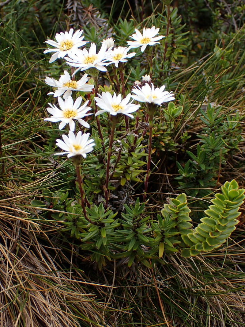 Celmisia gibbsii photo 6