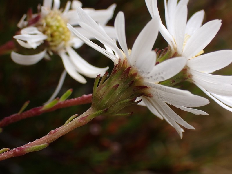 Celmisia gibbsii photo 7
