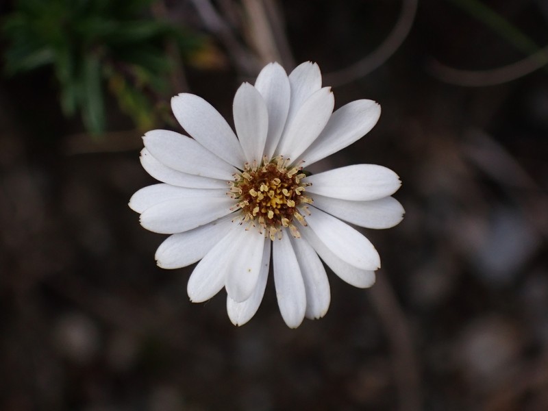 Celmisia gibbsii photo 8